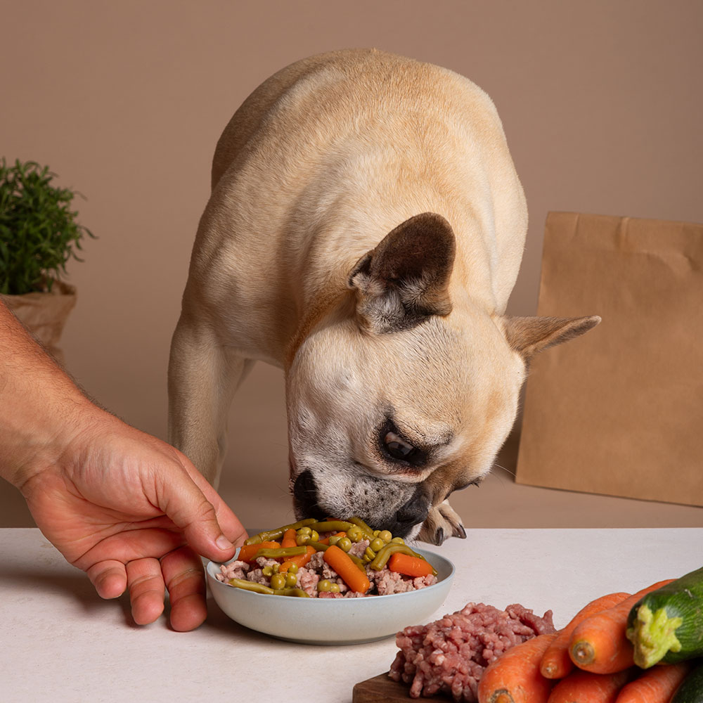 Perro comiendo